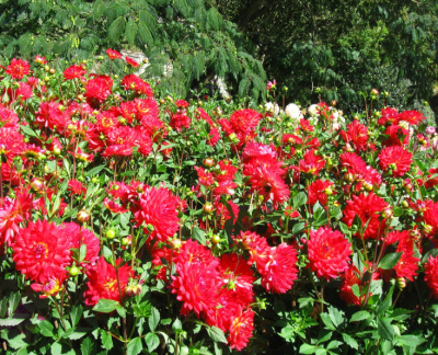 Dahlia ' KILBURN GLOW '  (W.L.)  Hill G.  UK  2012  Island of Mainau, Lake Constance, Germany 2018  (David Brown)
